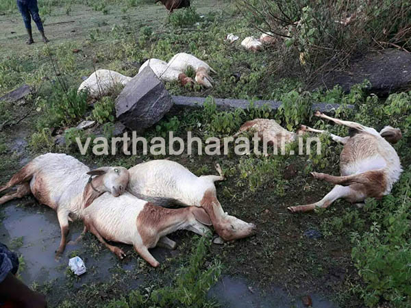 ಸಿಡಿಲು ಬಡಿದು 21 ಕುರಿಗಳು ಸಾವು